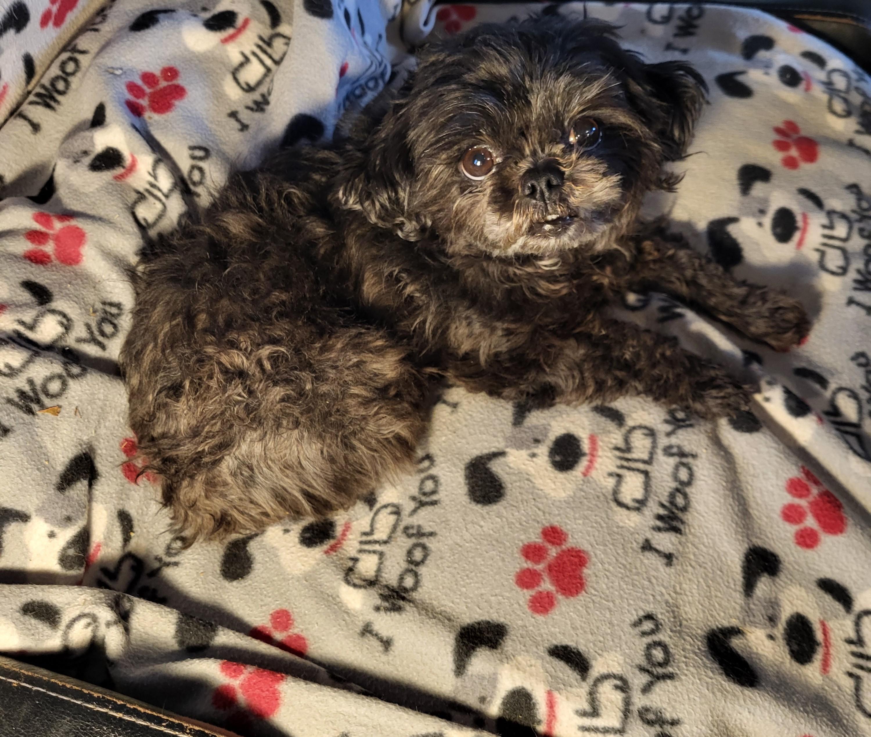Enlarge Mila, a Adoptable Shih Tzu in Hagerstown, MD image 2/3