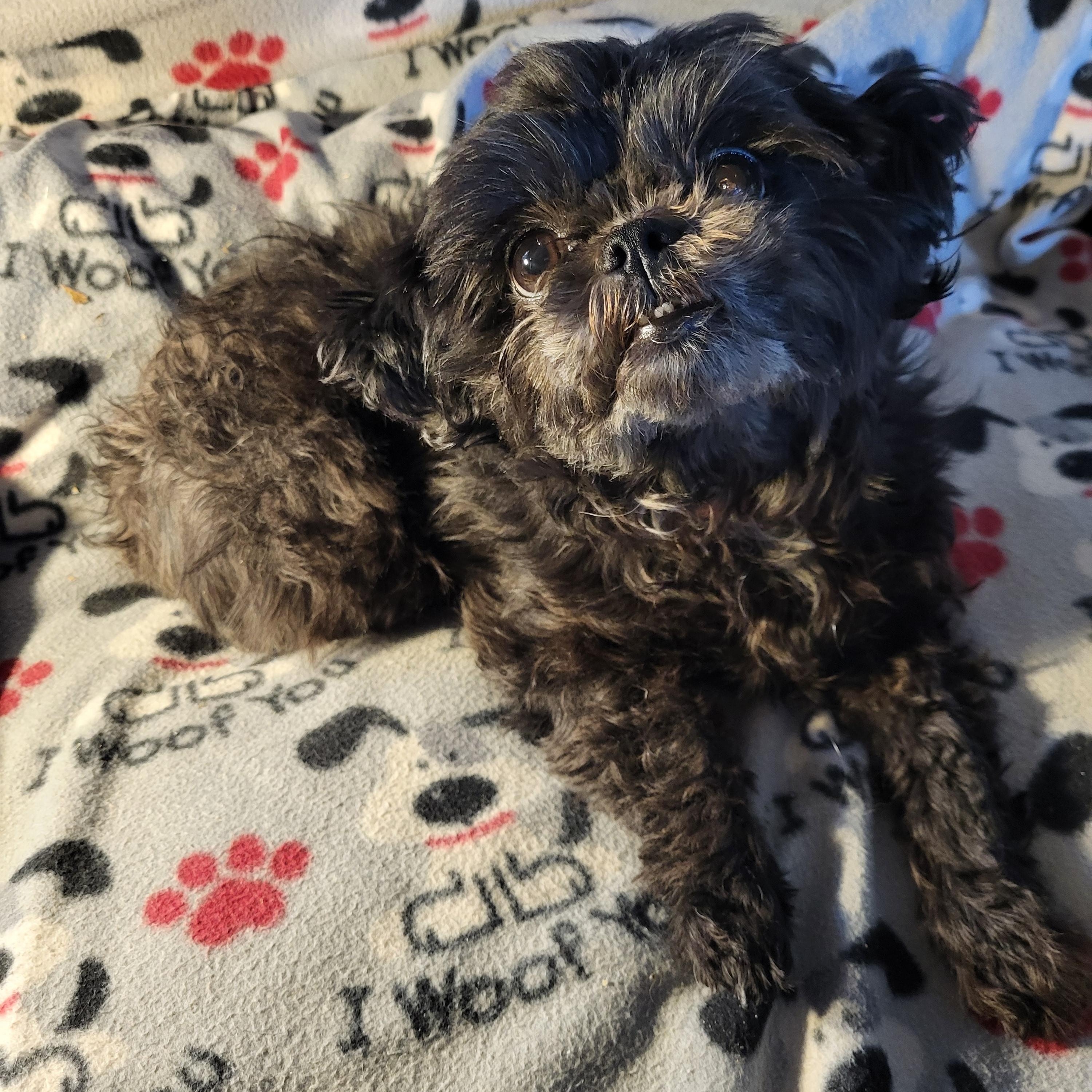 Enlarge Mila, a Adoptable Shih Tzu in Hagerstown, MD image 3/3