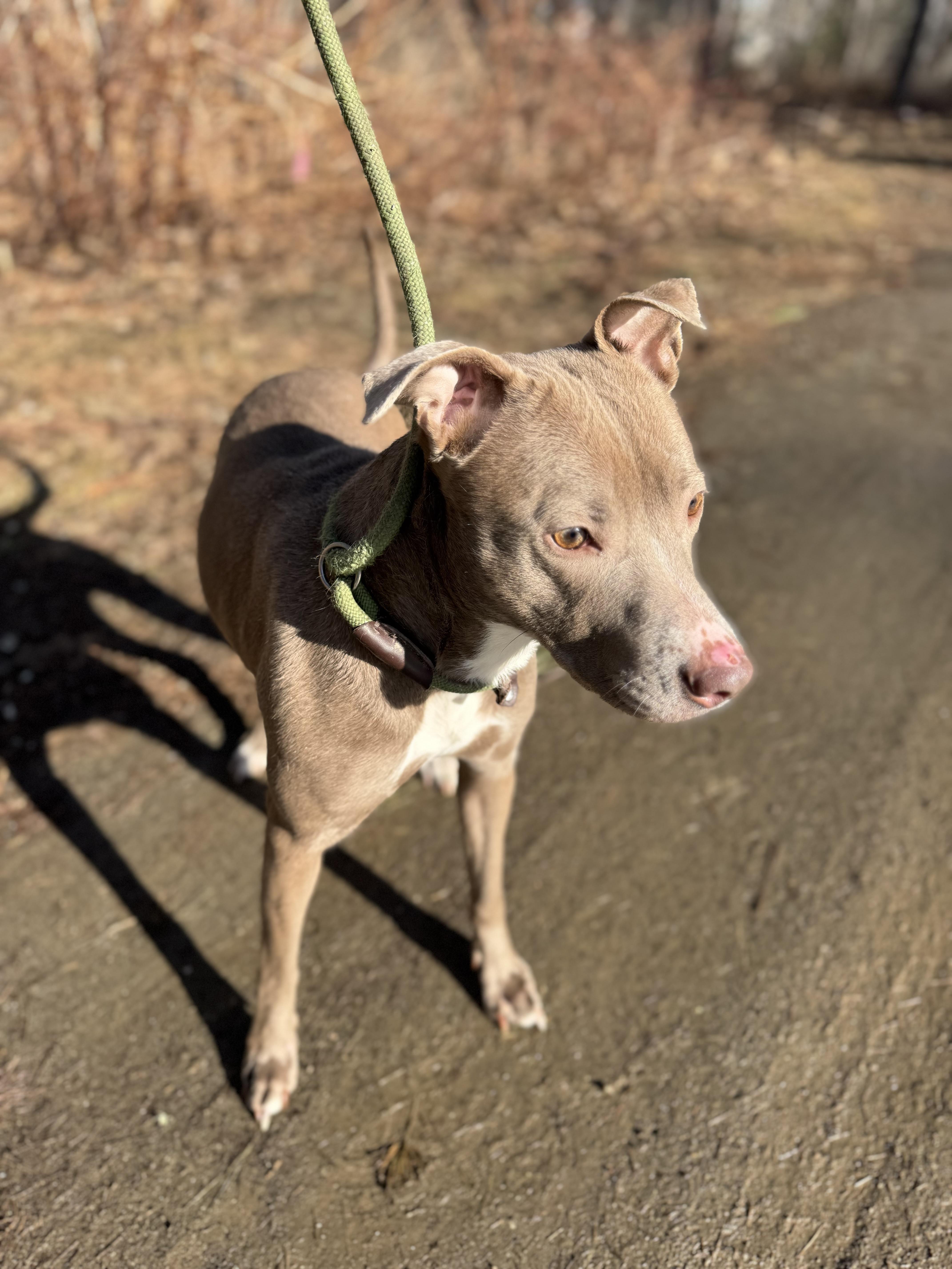 Pickles, an adoptable Mixed Breed in Vassalboro, ME, 04989 | Photo Image 2