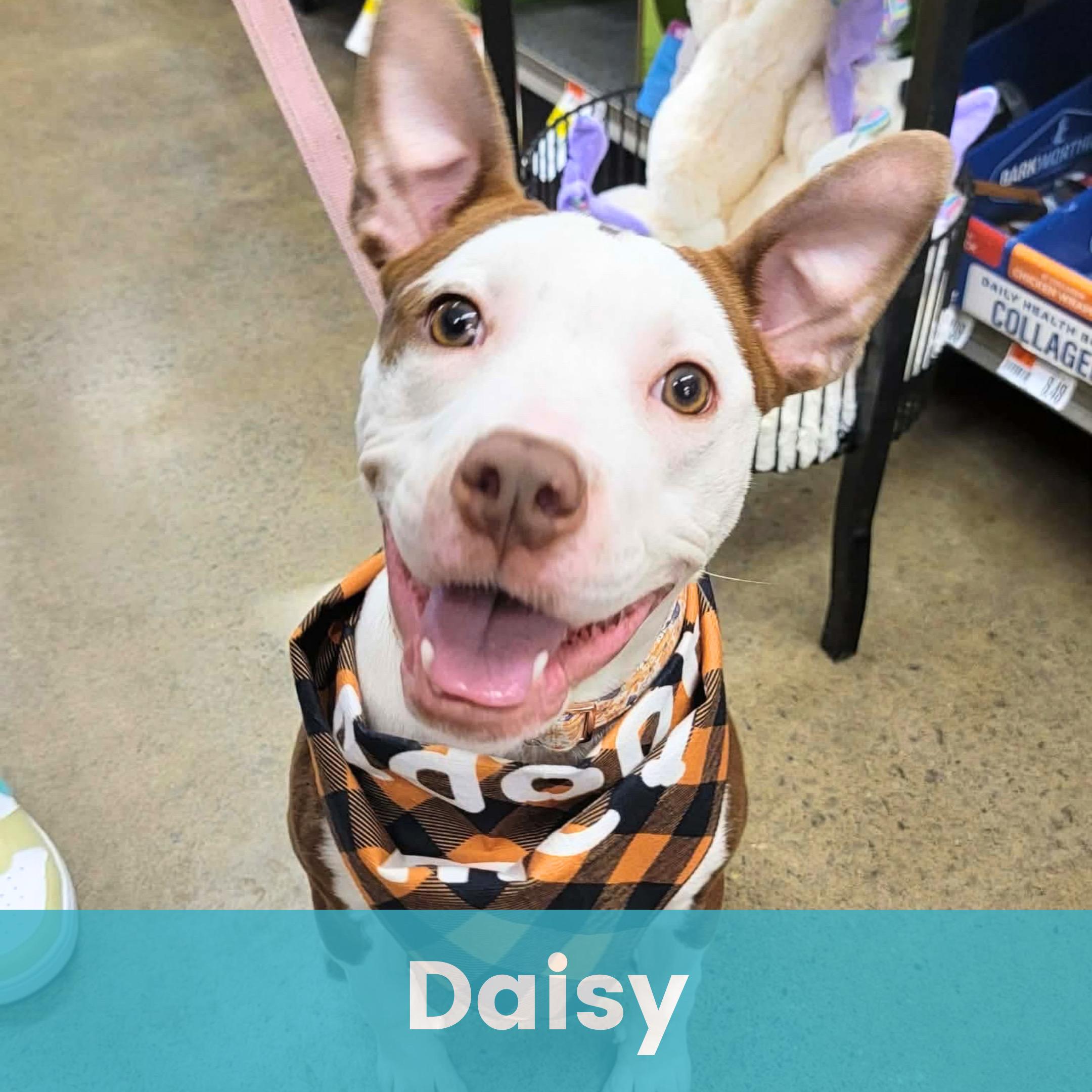 Daisy, ADOPTABLE, Puppy Female Pit Bull Terrier.
