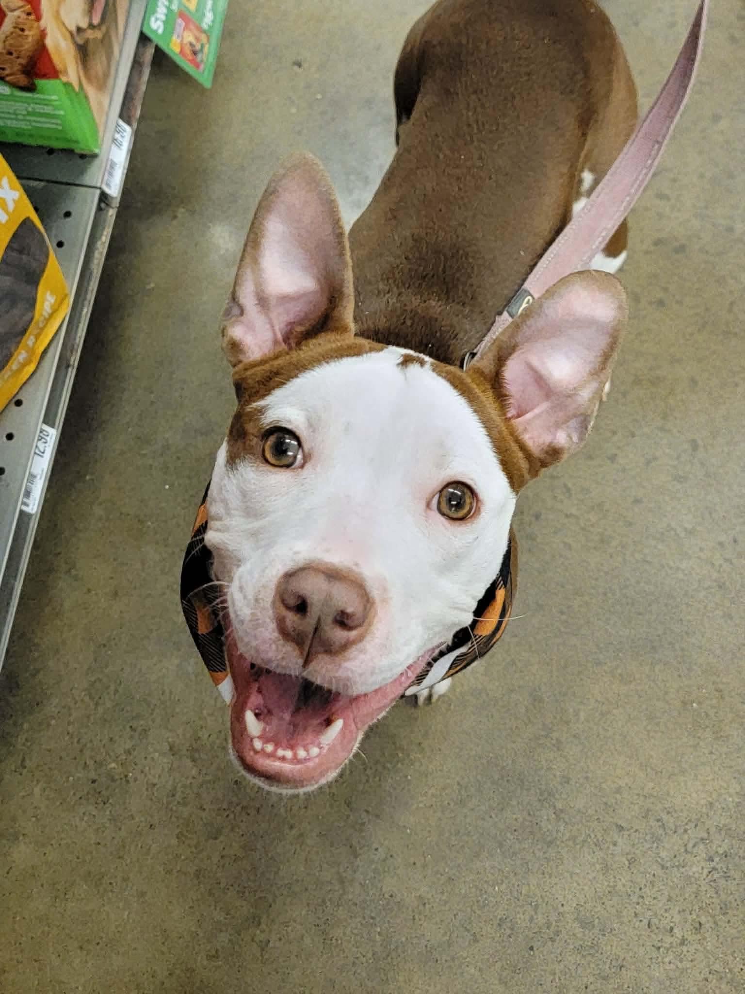 Enlarge Daisy, a ADOPTABLE mixed breed in Rochester , NY image 3/4