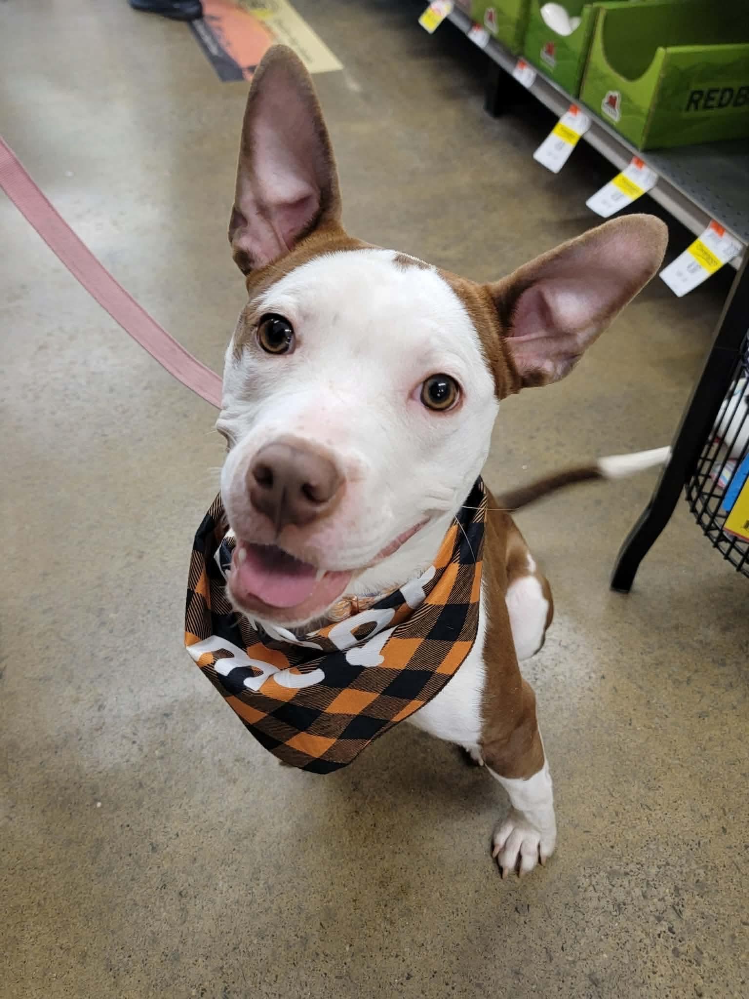 Enlarge Daisy, a ADOPTABLE mixed breed in Rochester , NY image 2/4