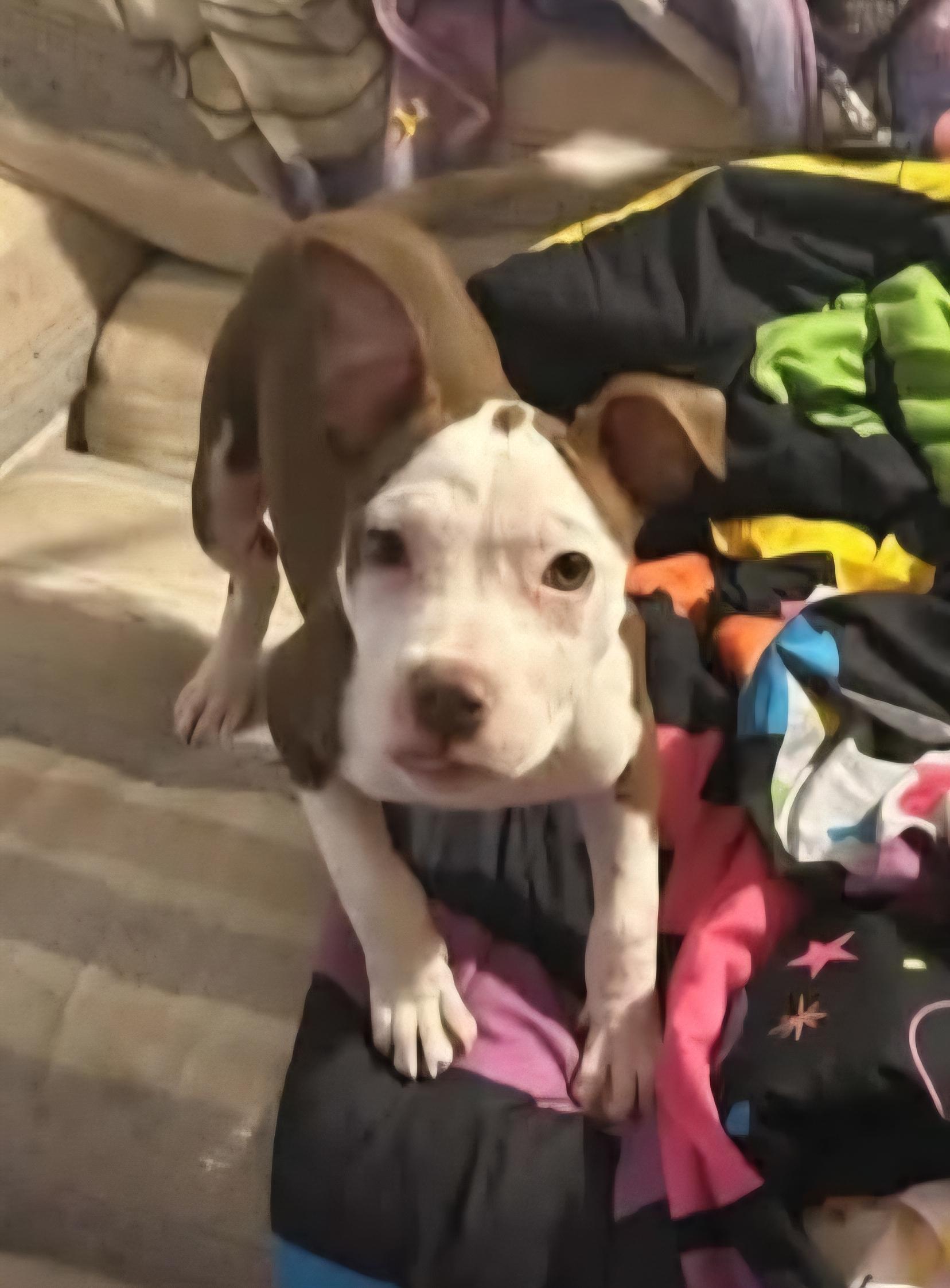 Enlarge Daisy, a ADOPTABLE mixed breed in Rochester , NY image 4/6