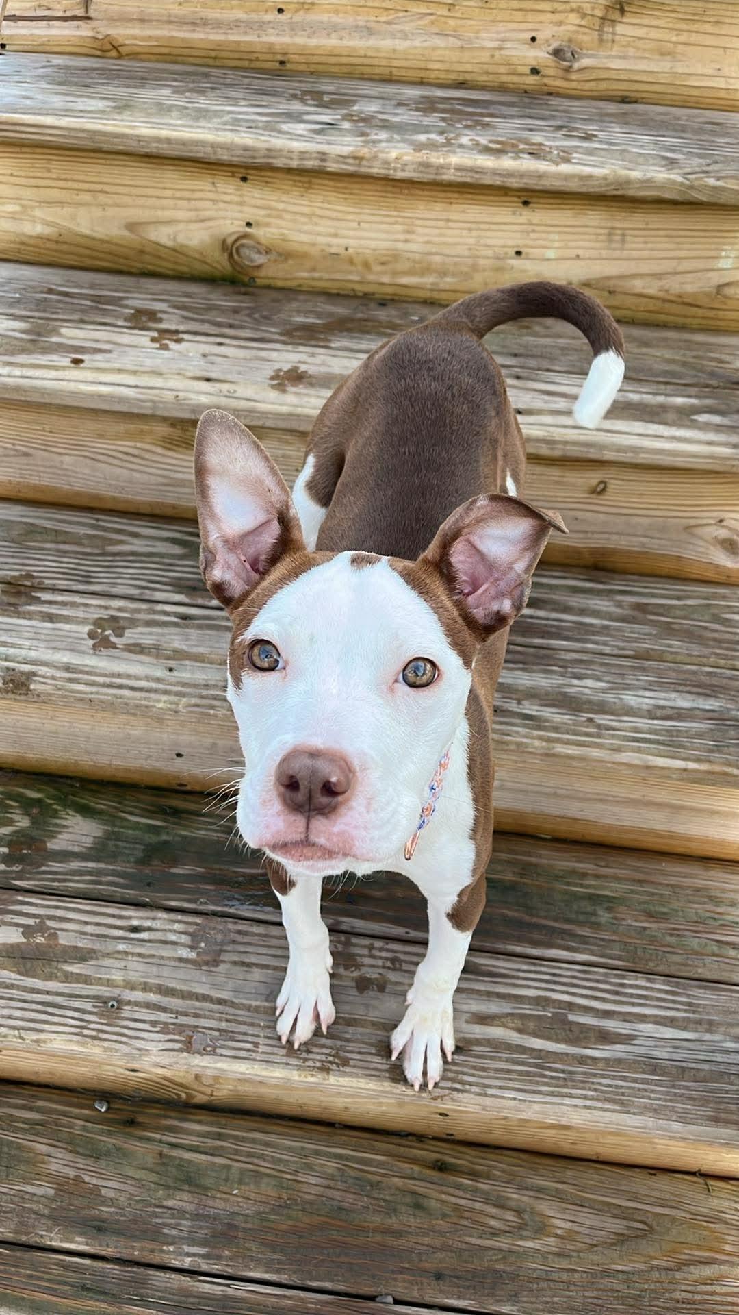 Enlarge Daisy, a ADOPTABLE mixed breed in Rochester , NY image 6/6