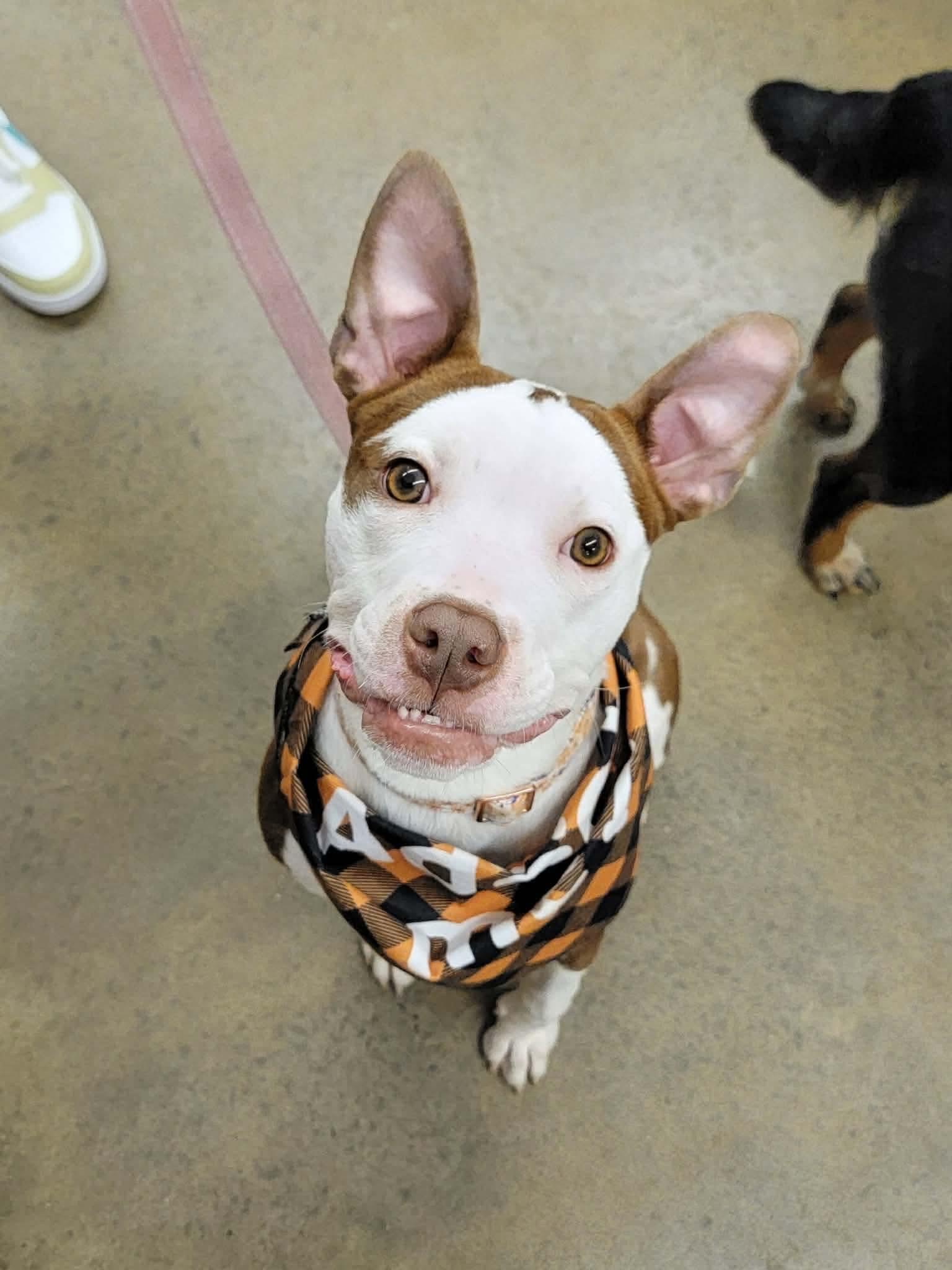 Enlarge Daisy, a ADOPTABLE mixed breed in Rochester , NY image 4/4