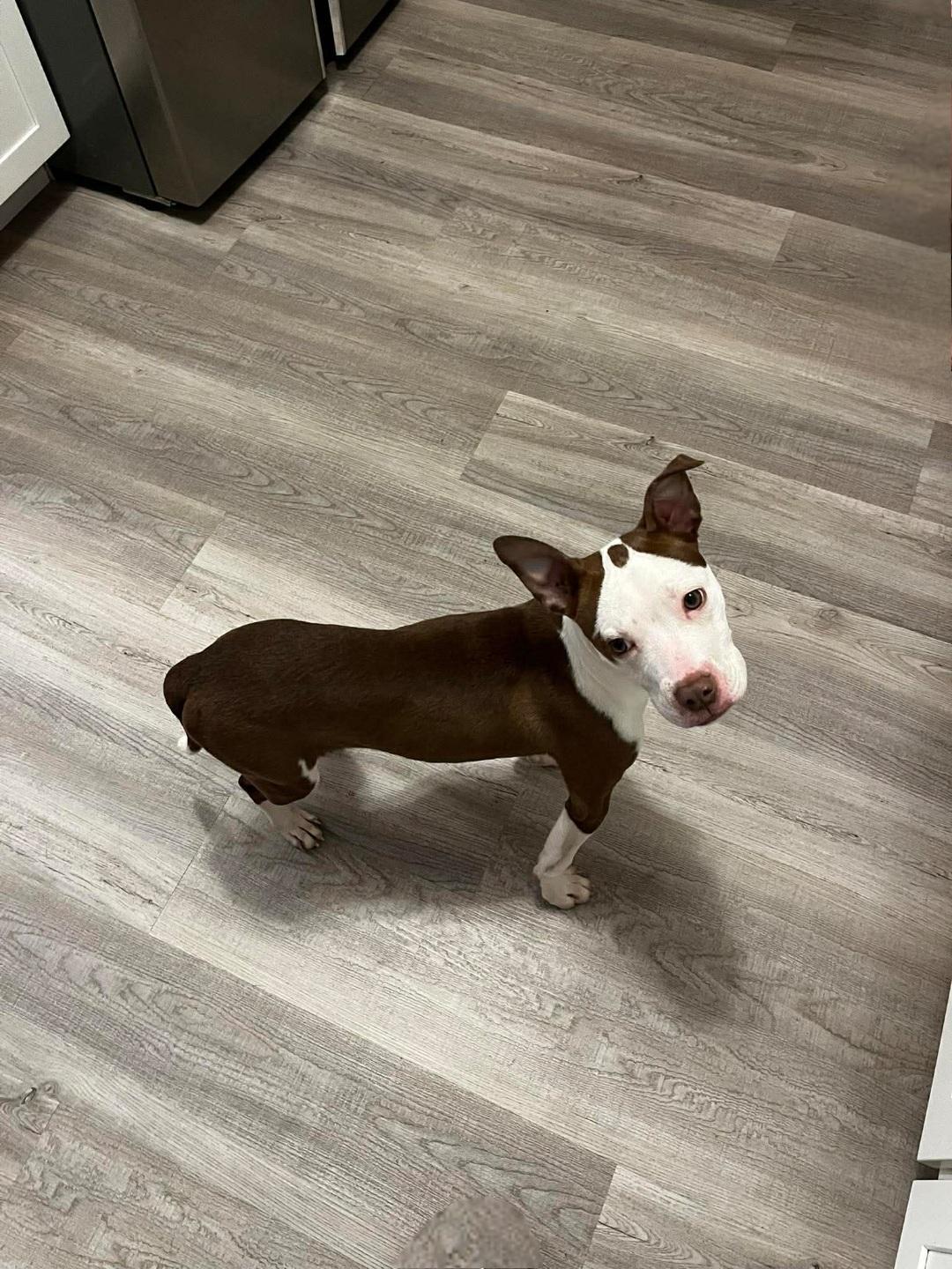 Enlarge Daisy, a ADOPTABLE mixed breed in Rochester , NY image 5/6