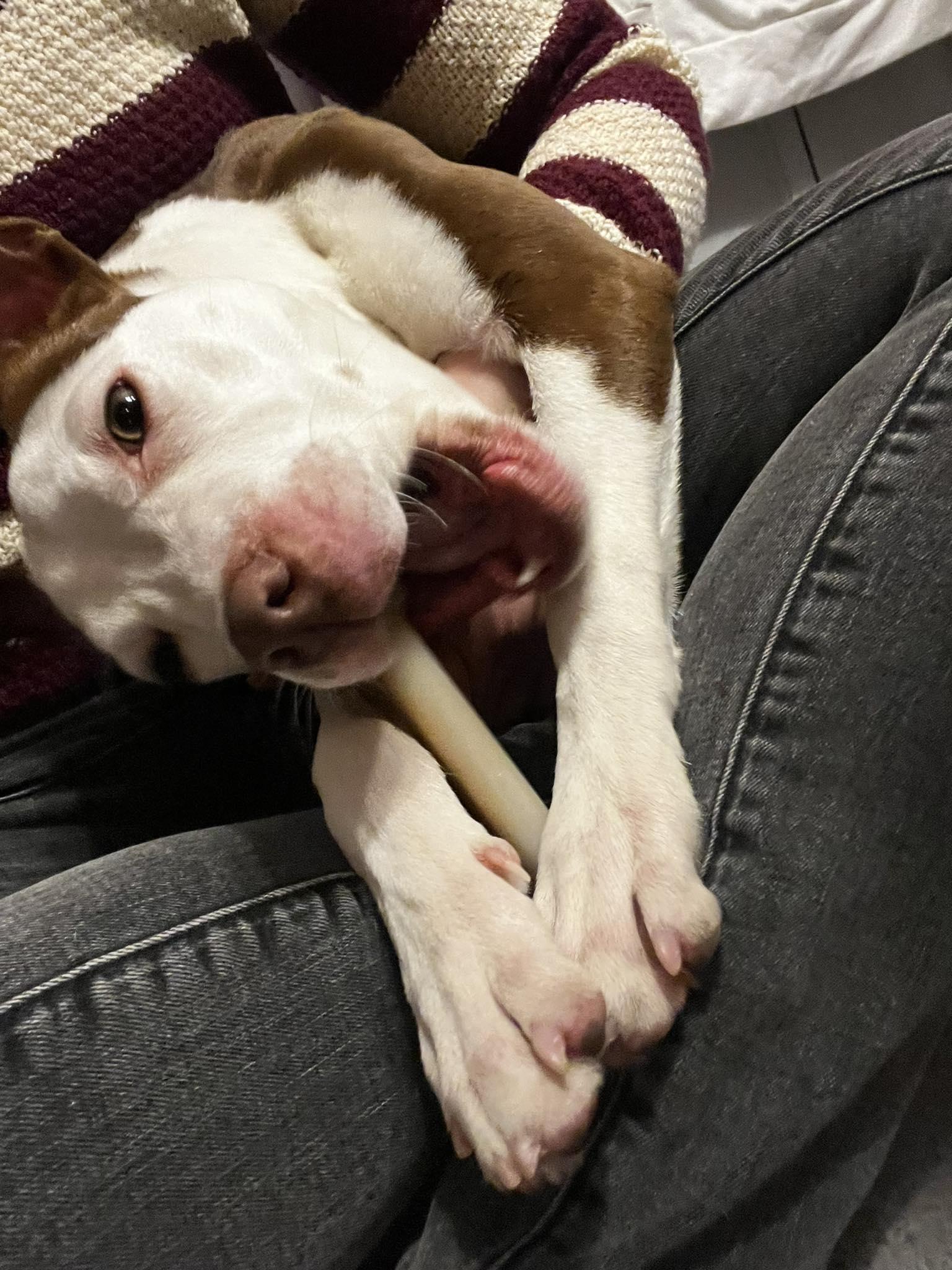 Enlarge Daisy, a ADOPTABLE mixed breed in Rochester , NY image 2/6