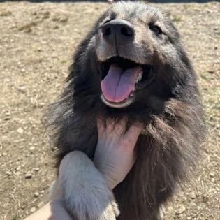 Enlarge Langdon, an adopted Keeshond in Worcester, MA image 2/2