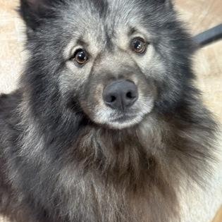 Enlarge Langdon, an adopted Keeshond in Worcester, MA image 1/2