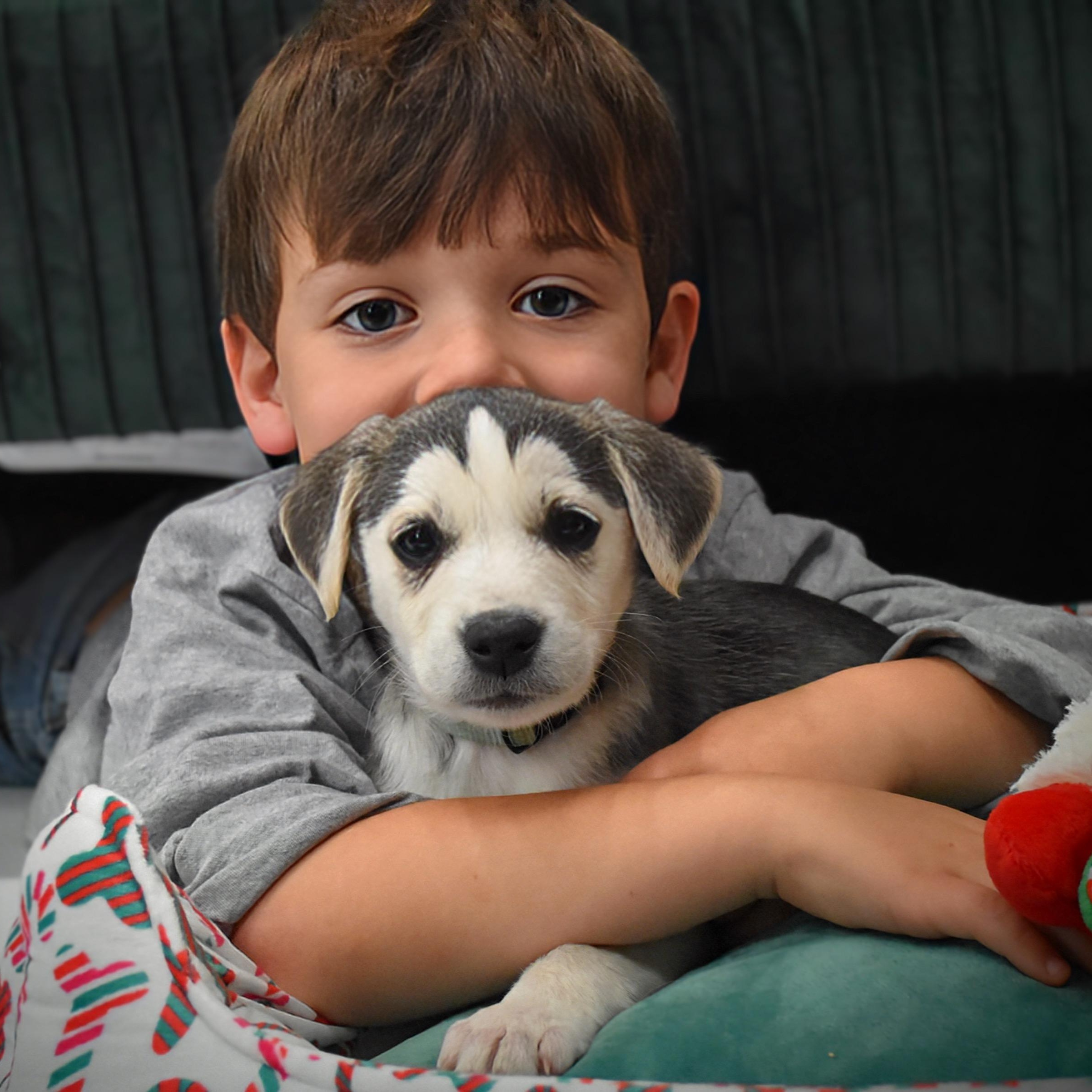 Enlarge Gerda, an adoptable mixed breed in Spring hill, TN image 5/6