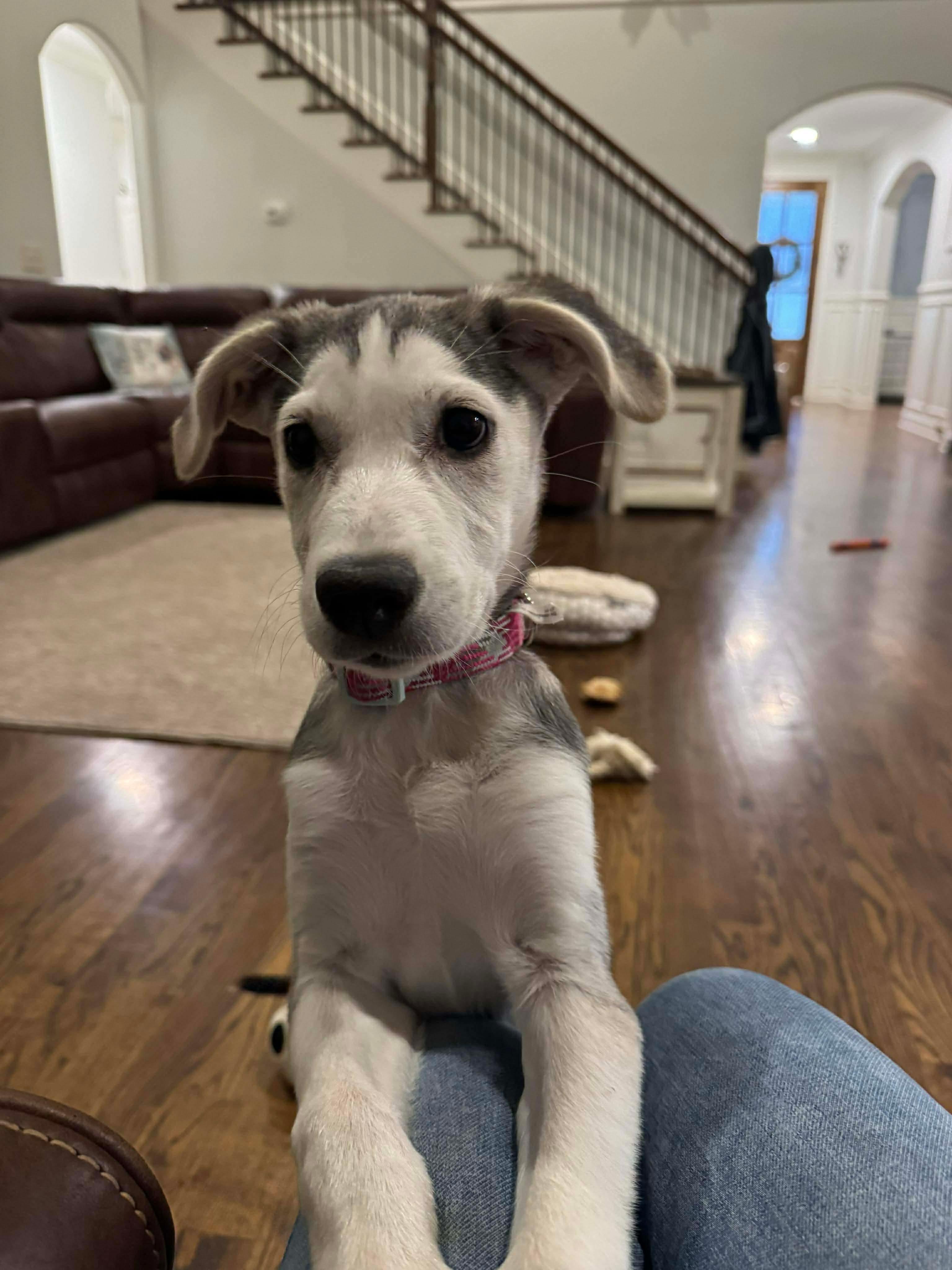 Enlarge Gerda, an adoptable mixed breed in Spring hill, TN image 3/6