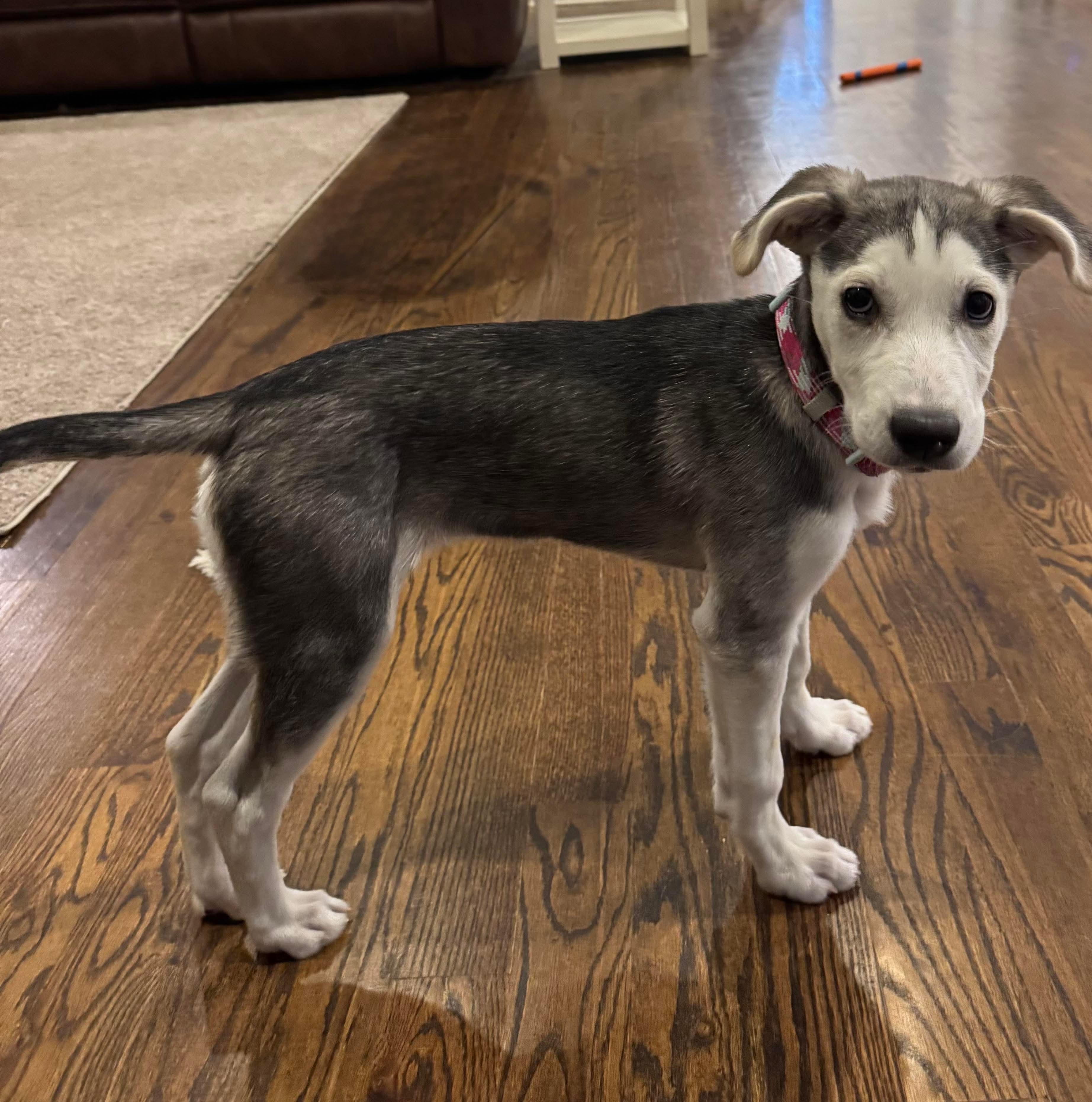 Enlarge Gerda, an adoptable mixed breed in Spring hill, TN image 2/6