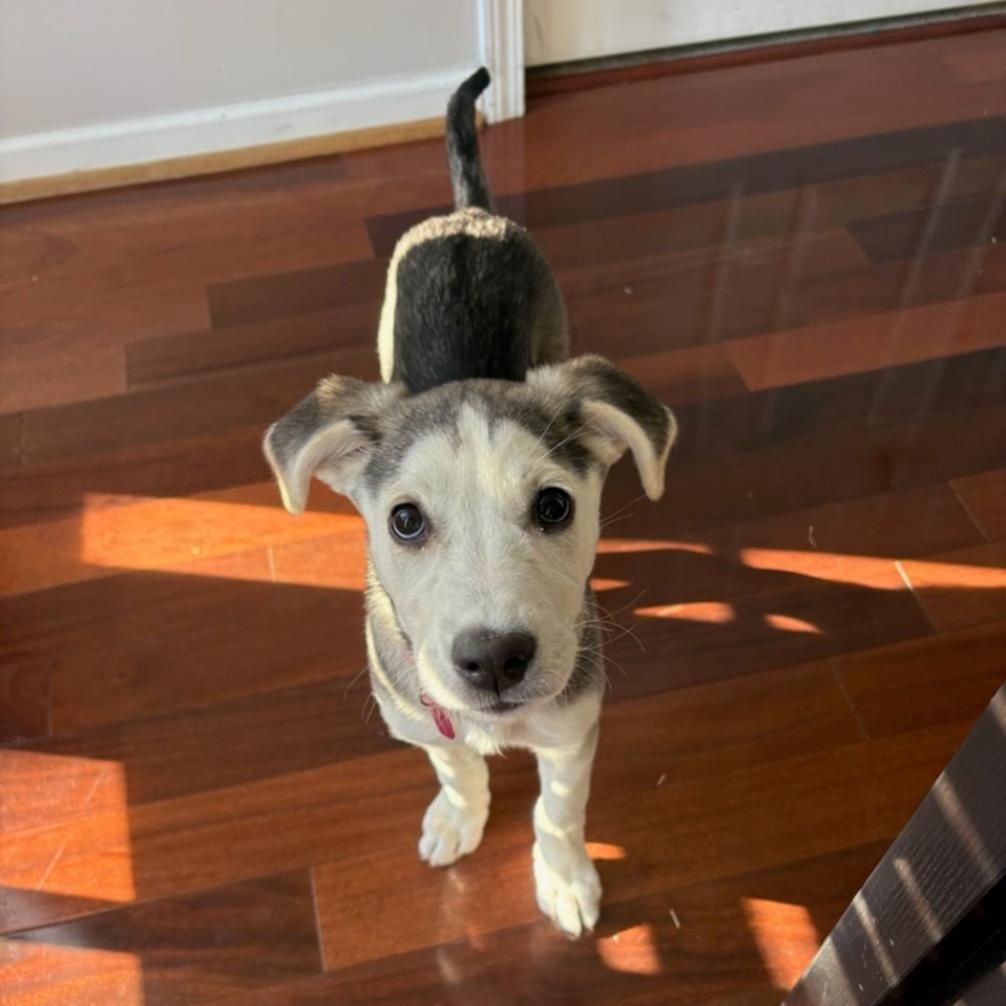 Enlarge Gerda, an adoptable mixed breed in Spring hill, TN image 4/6