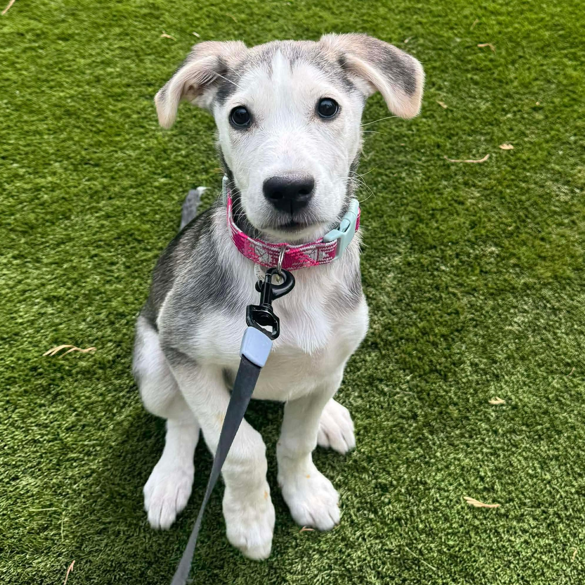 Gerda, adoptable, Puppy Female Husky & Beagle.