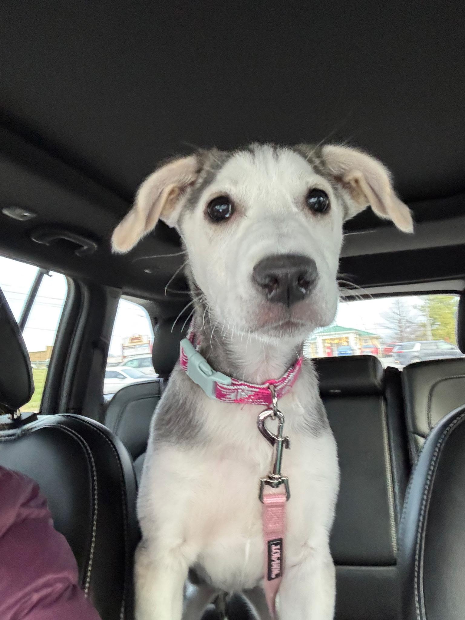 Gerda, adoptable, Puppy Female Siberian Husky & Beagle.