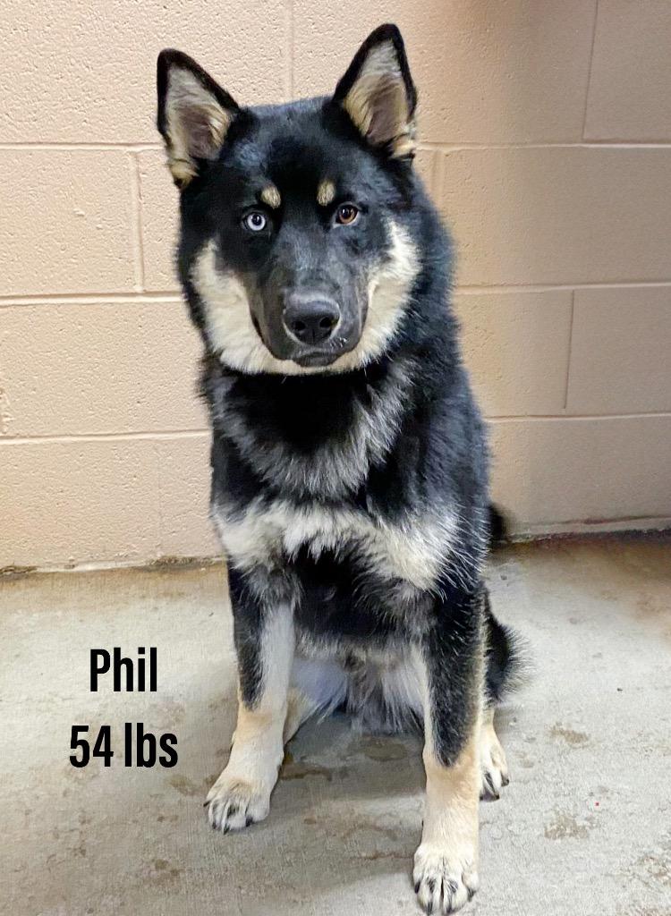 Enlarge Phil, a Adoptable mixed breed in Clearfield, KY image 1/1