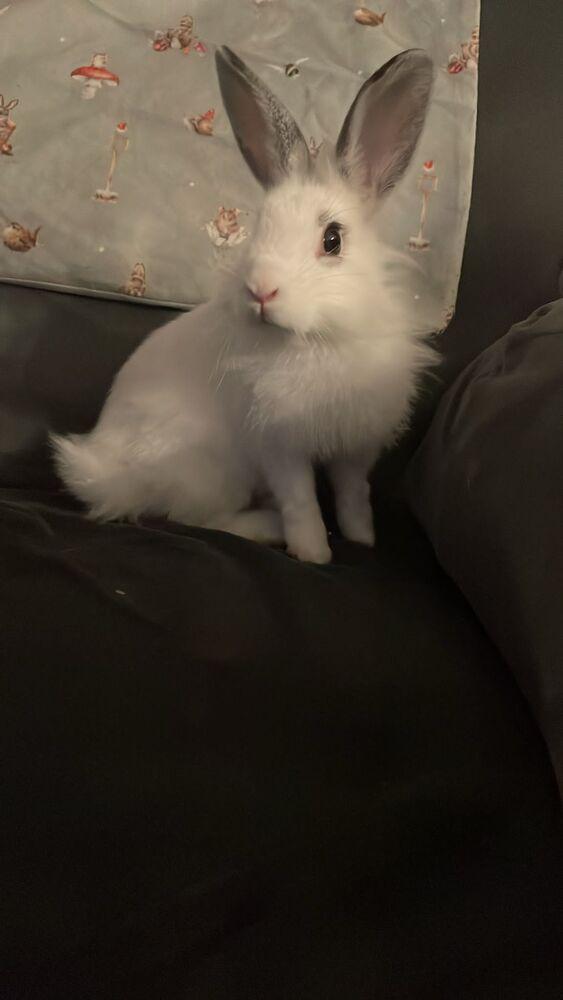 Enlarge Aelin, a Adopted mixed breed in Melbourne, FL image 1/6