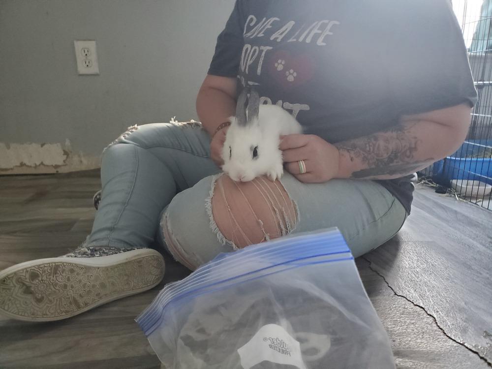 Enlarge Aelin, a Adopted mixed breed in Melbourne, FL image 2/6