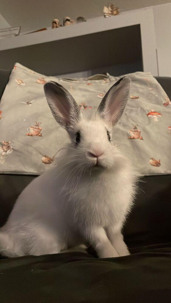 Aelin, Adopted, Baby Female Lionhead & English Spot.