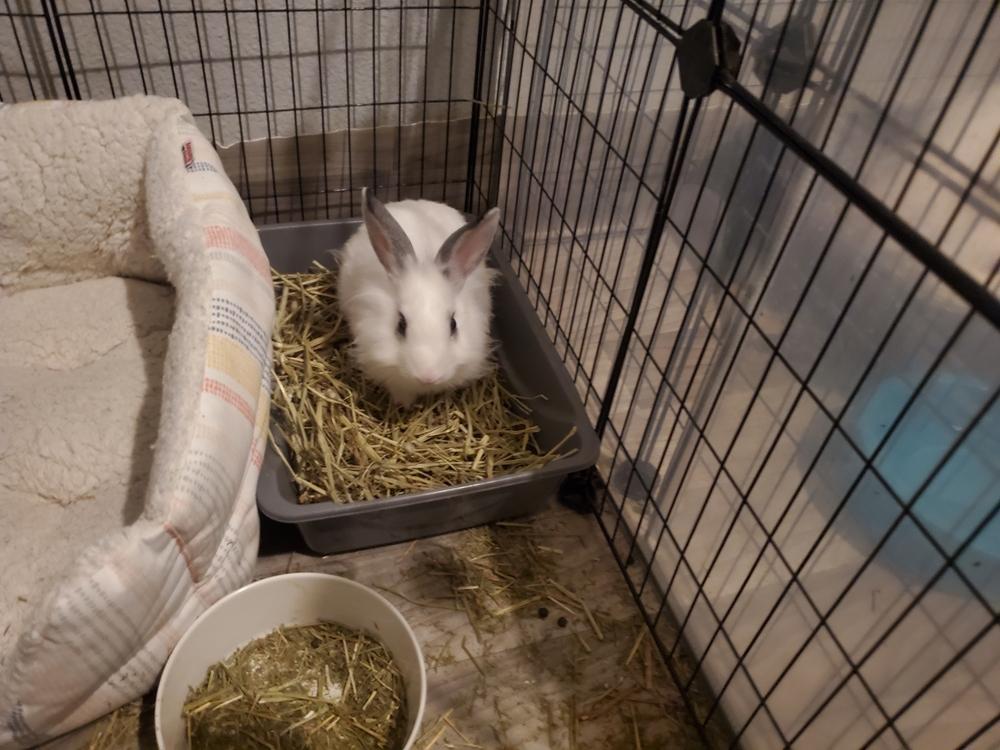 Aelin, Adopted, Baby Female Lionhead & English Spot.