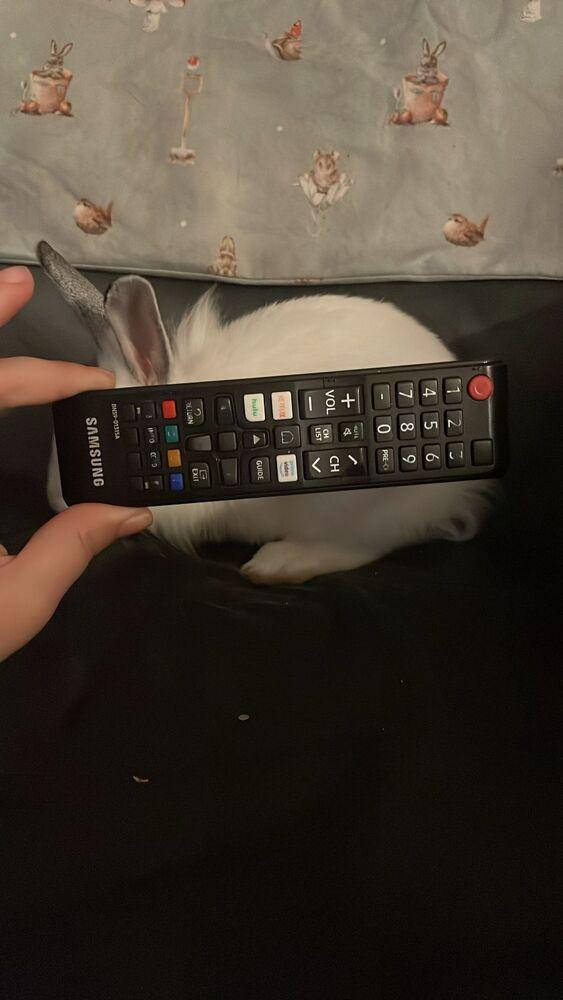 Enlarge Aelin, a Adopted mixed breed in Melbourne, FL image 5/6