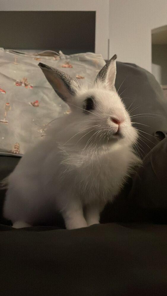 Enlarge Aelin, a Adopted mixed breed in Melbourne, FL image 6/6