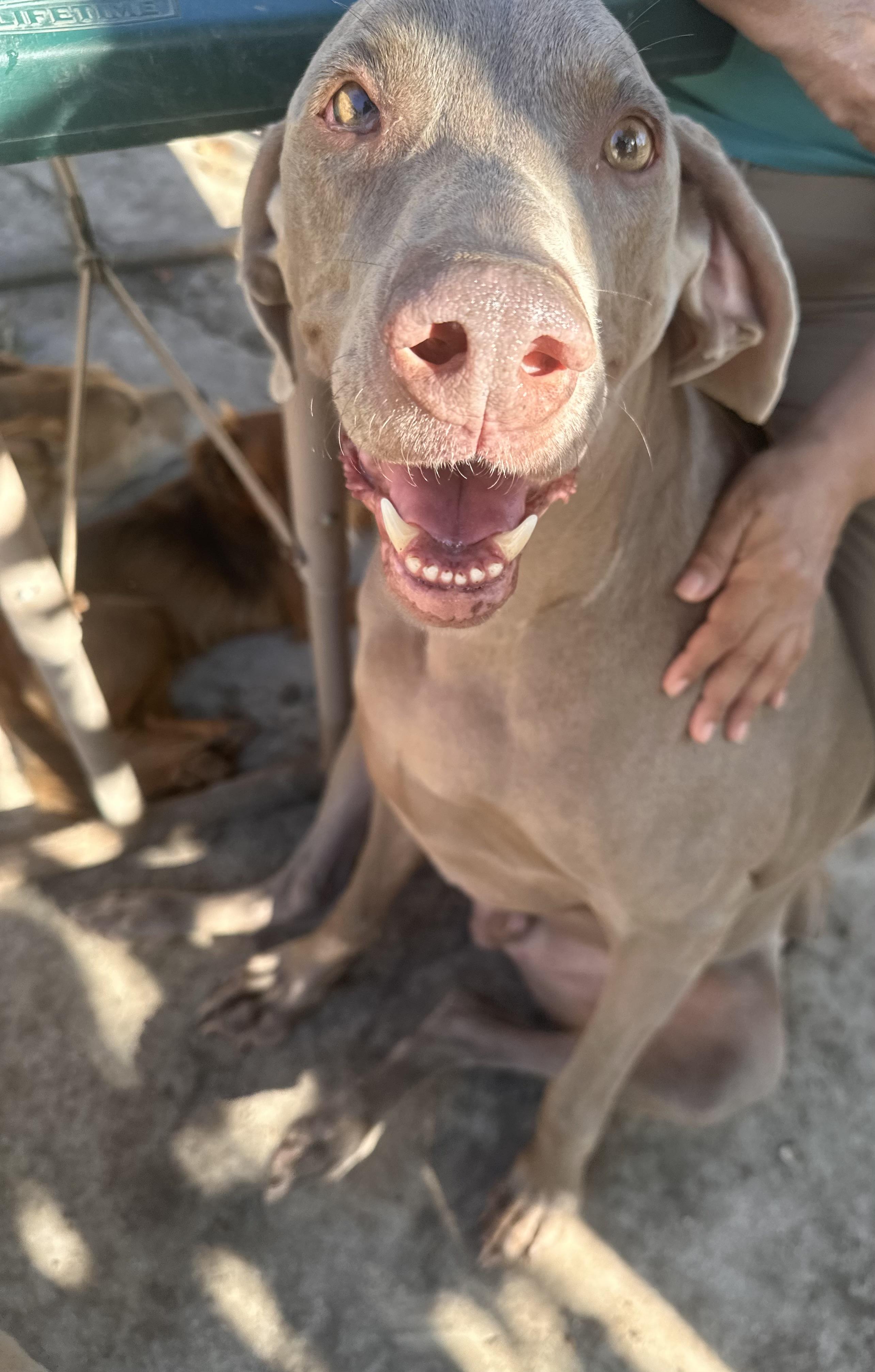 Jake , a Adoptable mixed breed in Branson, MO image 2/6