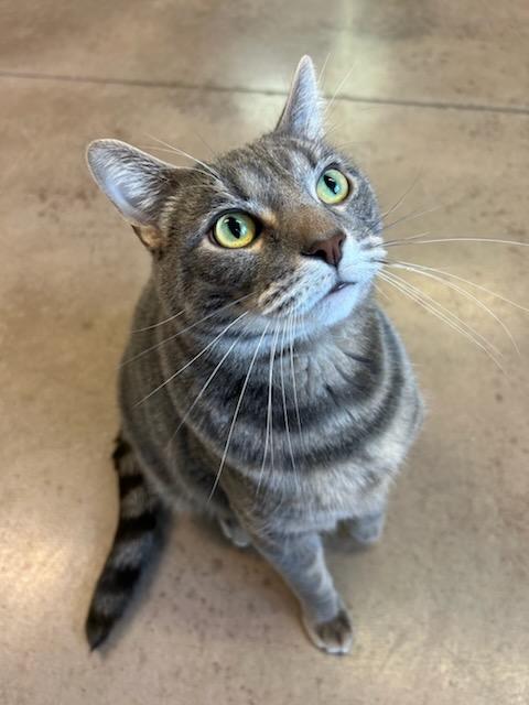 Enlarge Stripe, a Adopted Domestic Short Hair in Glenwood, MN image 3/4