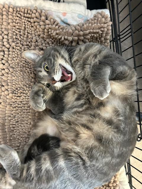 Stripe, Adopted, Young Male Domestic Short Hair.