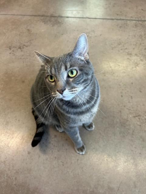 Enlarge Stripe, a Adopted Domestic Short Hair in Glenwood, MN image 4/4