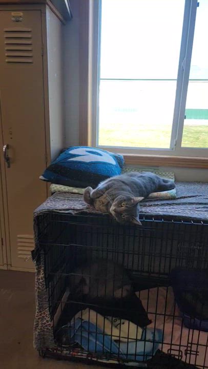 Enlarge Stripe, a Adopted Domestic Short Hair in Glenwood, MN video 1/4