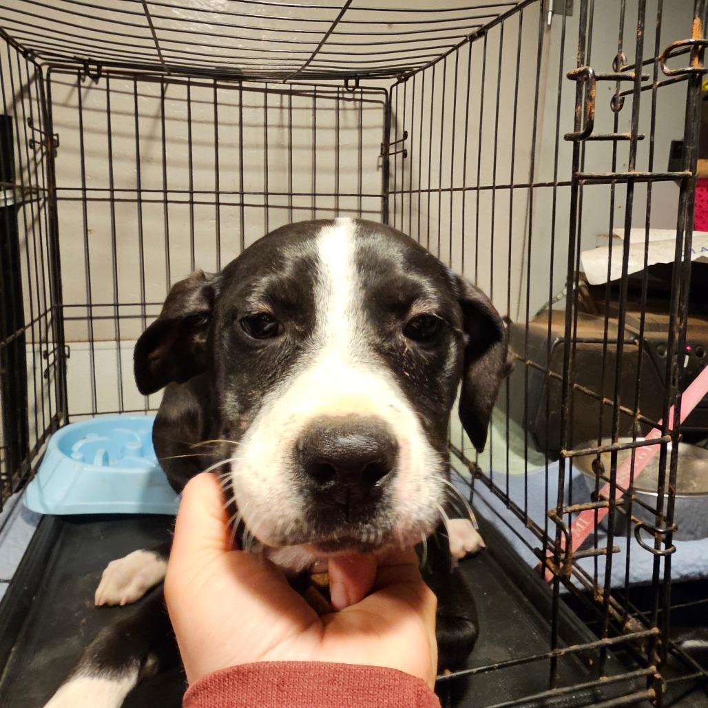 Tamale "Molly", Adoptable, Young Female Pit Bull Terrier & Mixed Breed.