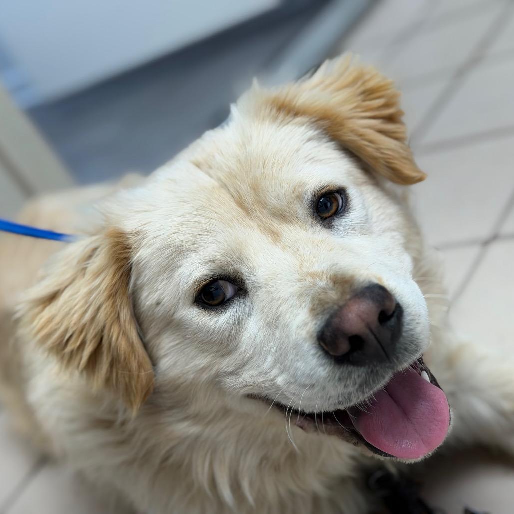 Cashew — thumbnail 2