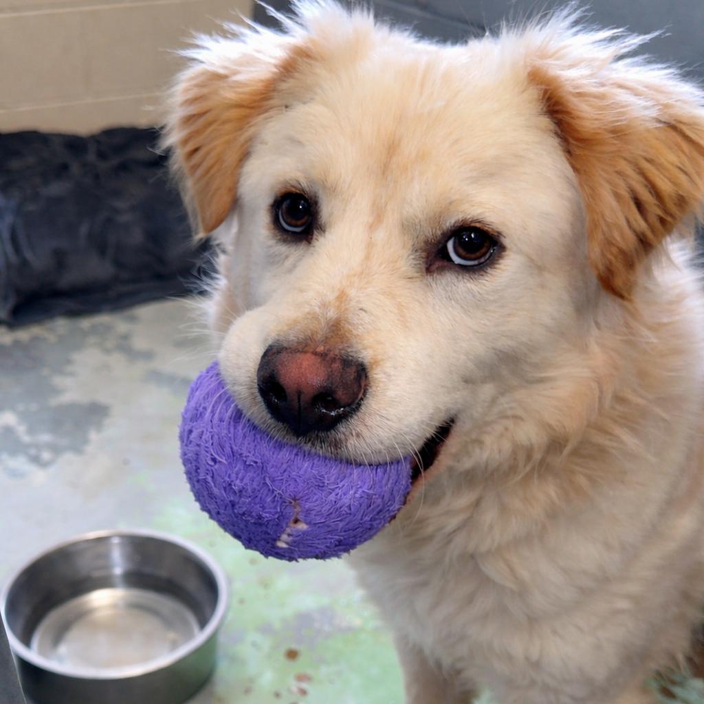 Cashew — thumbnail 3