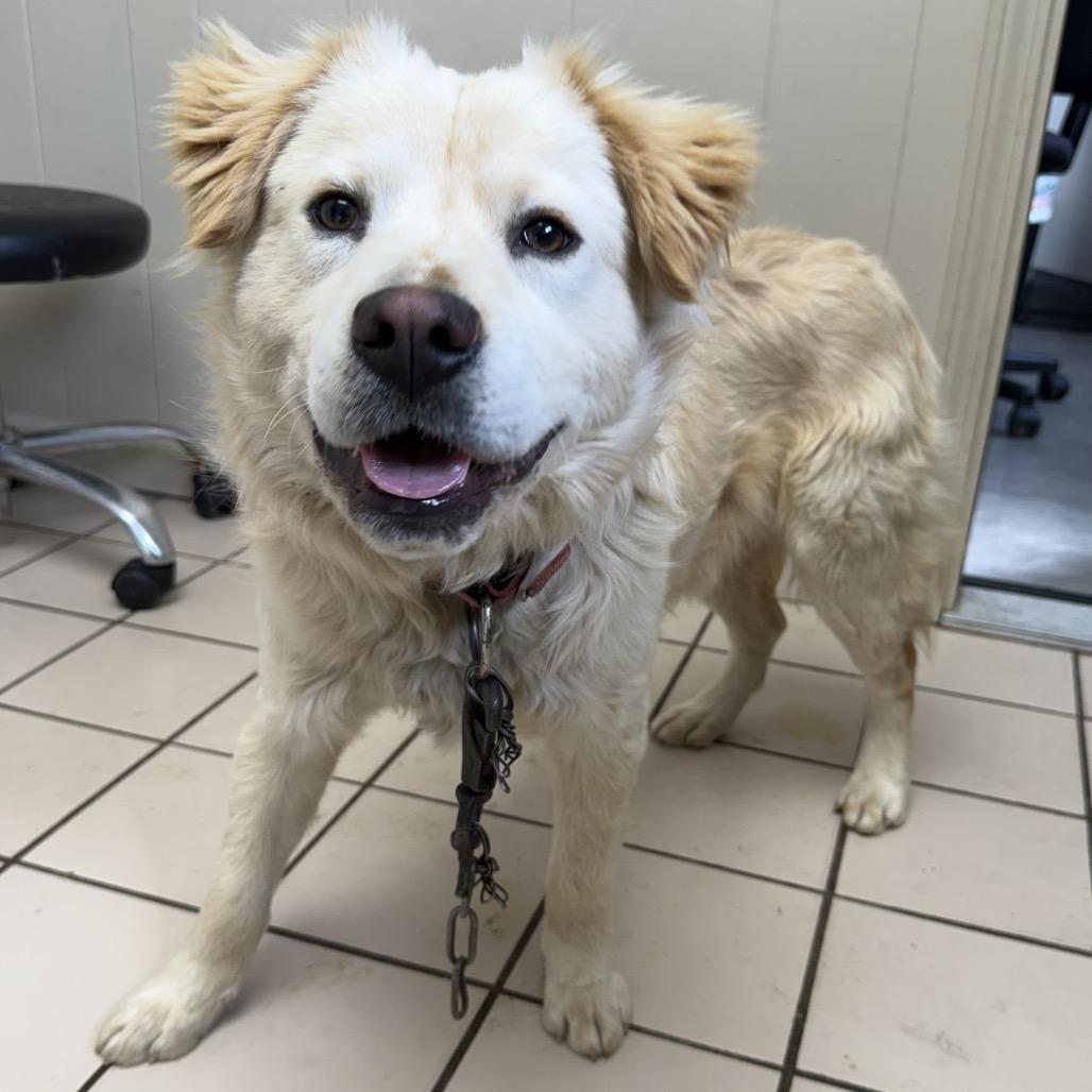 Cashew — thumbnail 4