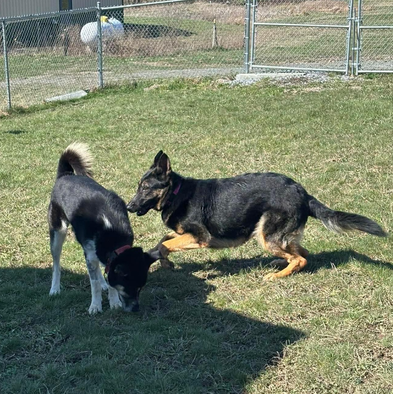 Enlarge Talia, a ADOPTABLE German Shepherd Dog in Tioga, PA image 4/6