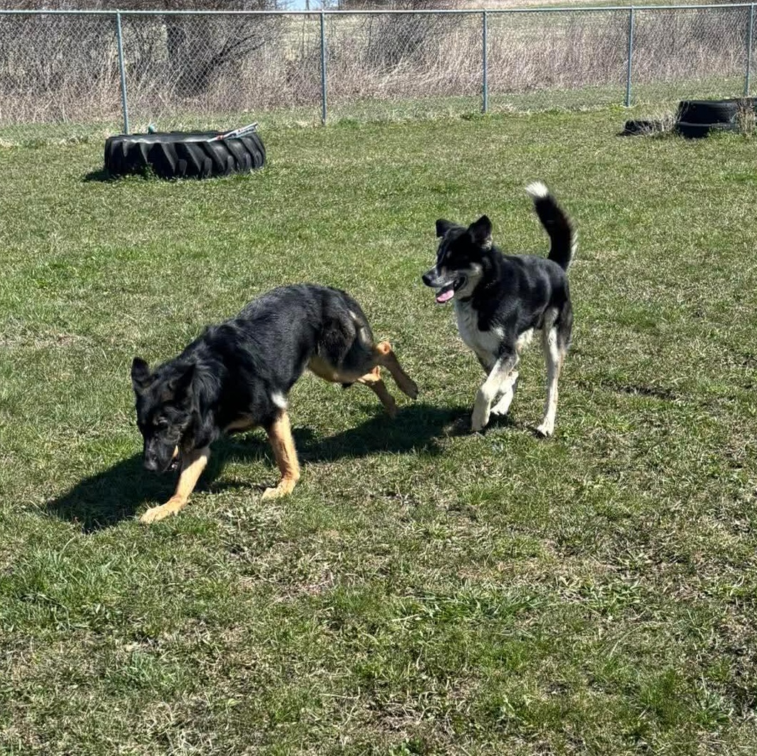 Enlarge Talia, a ADOPTABLE German Shepherd Dog in Tioga, PA image 3/6