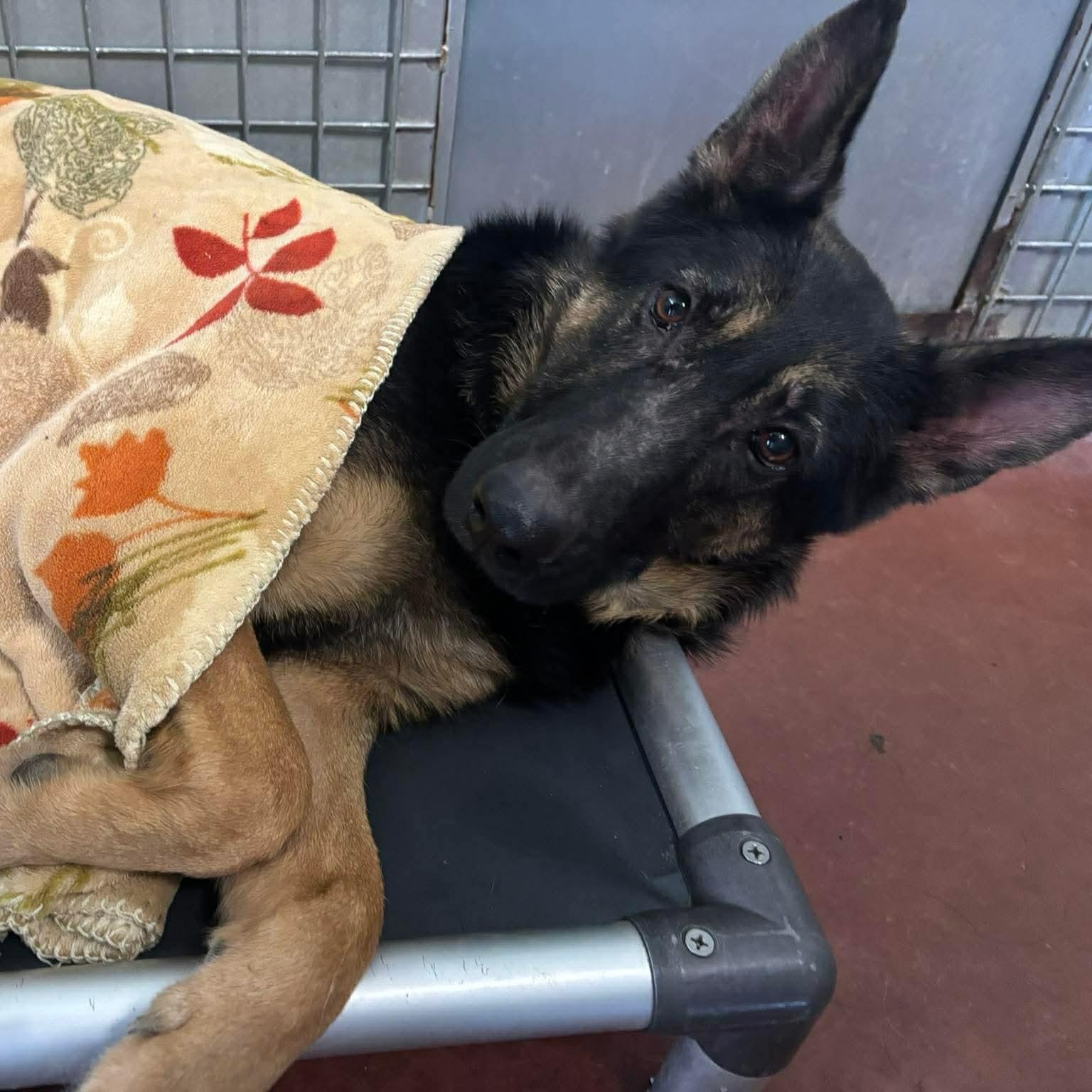 Enlarge Talia, a ADOPTABLE German Shepherd Dog in Tioga, PA image 6/6