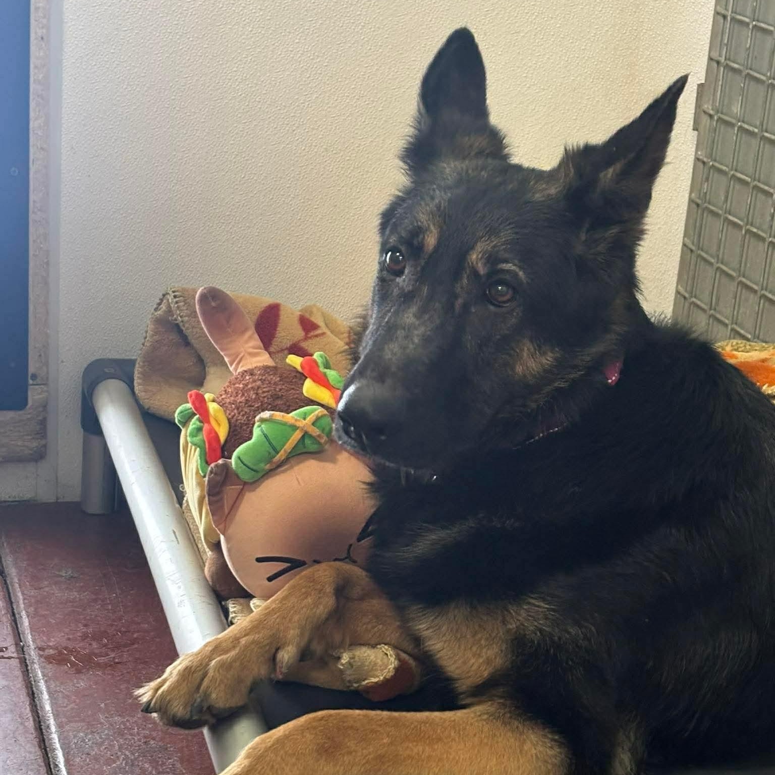 Enlarge Talia, a ADOPTABLE German Shepherd Dog in Tioga, PA image 5/6