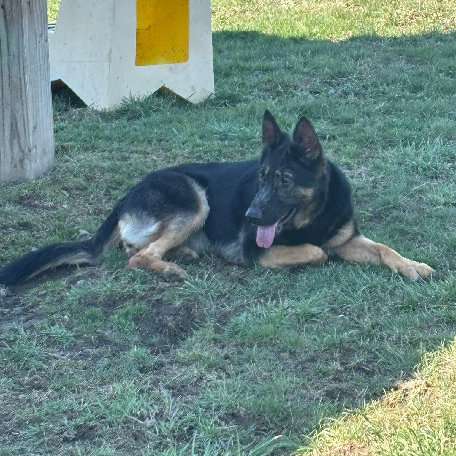 Enlarge Talia, a ADOPTABLE German Shepherd Dog in Tioga, PA image 2/6