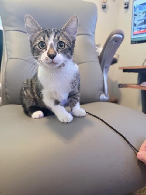 Enlarge BB, a Adoptable Tabby in Parlier, CA image 1/5