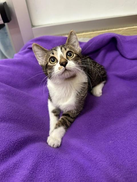 Enlarge BB, a Adoptable Tabby in Parlier, CA image 2/5