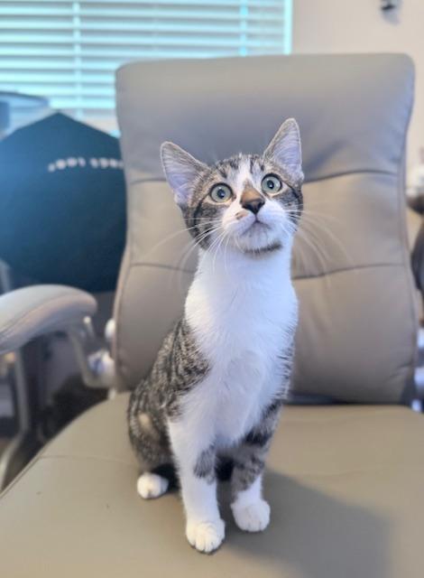 Enlarge BB, a Adoptable Tabby in Parlier, CA image 3/5