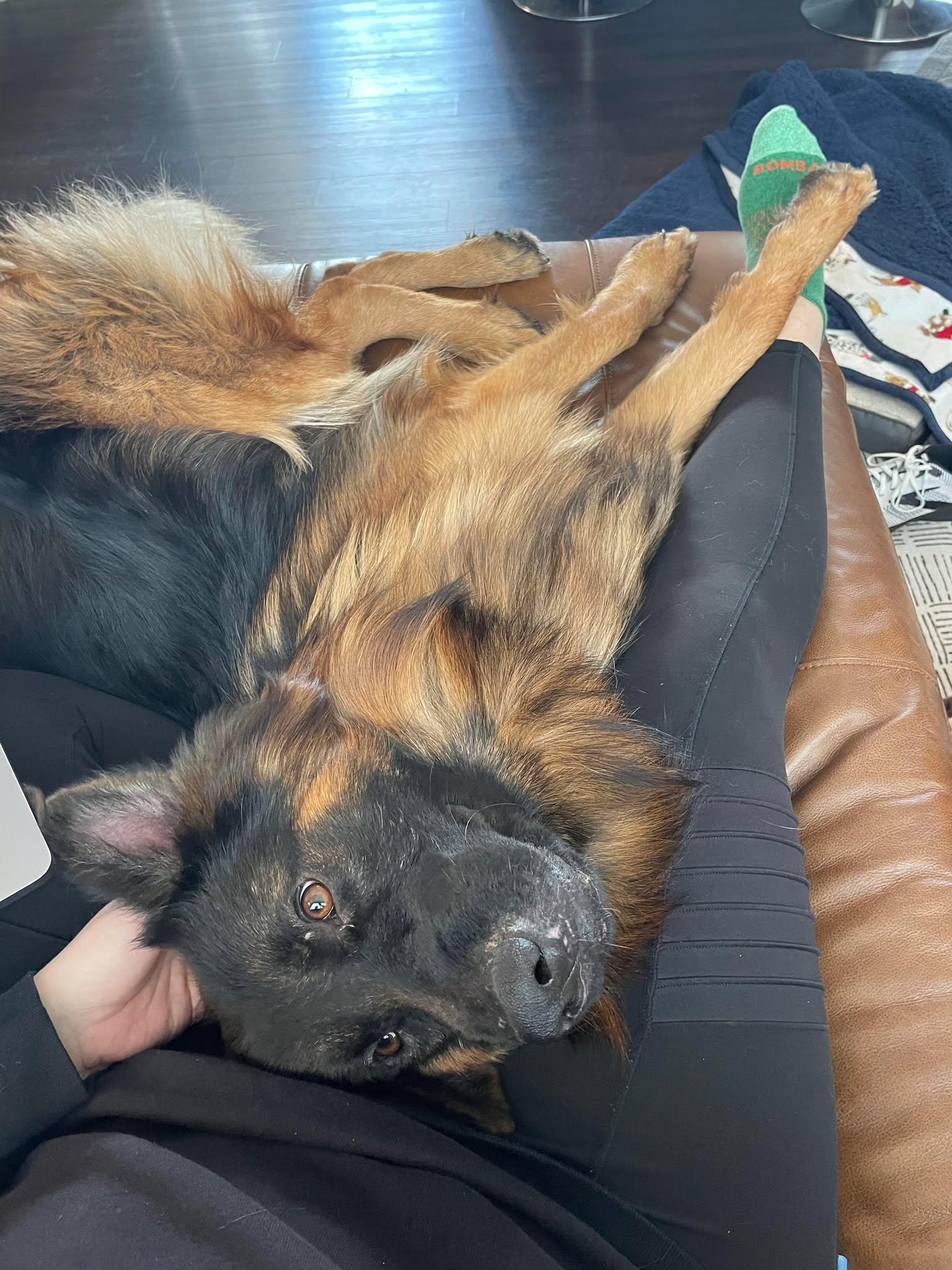 Stitch. Nka Soja, Adopted, Young Male German Shepherd Dog.