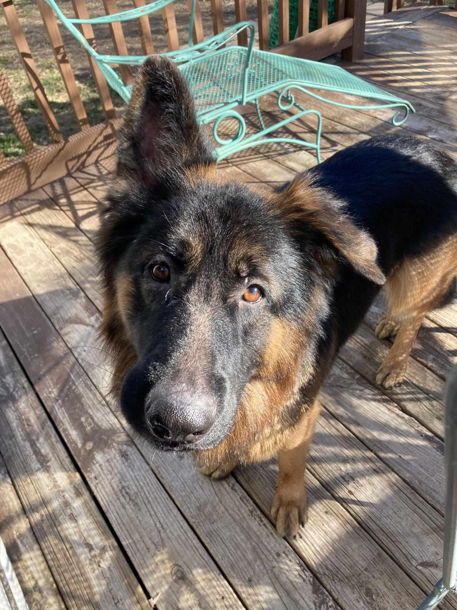 Enlarge Stitch. Nka Soja, a Adopted German Shepherd Dog in Gretna, NE image 2/3