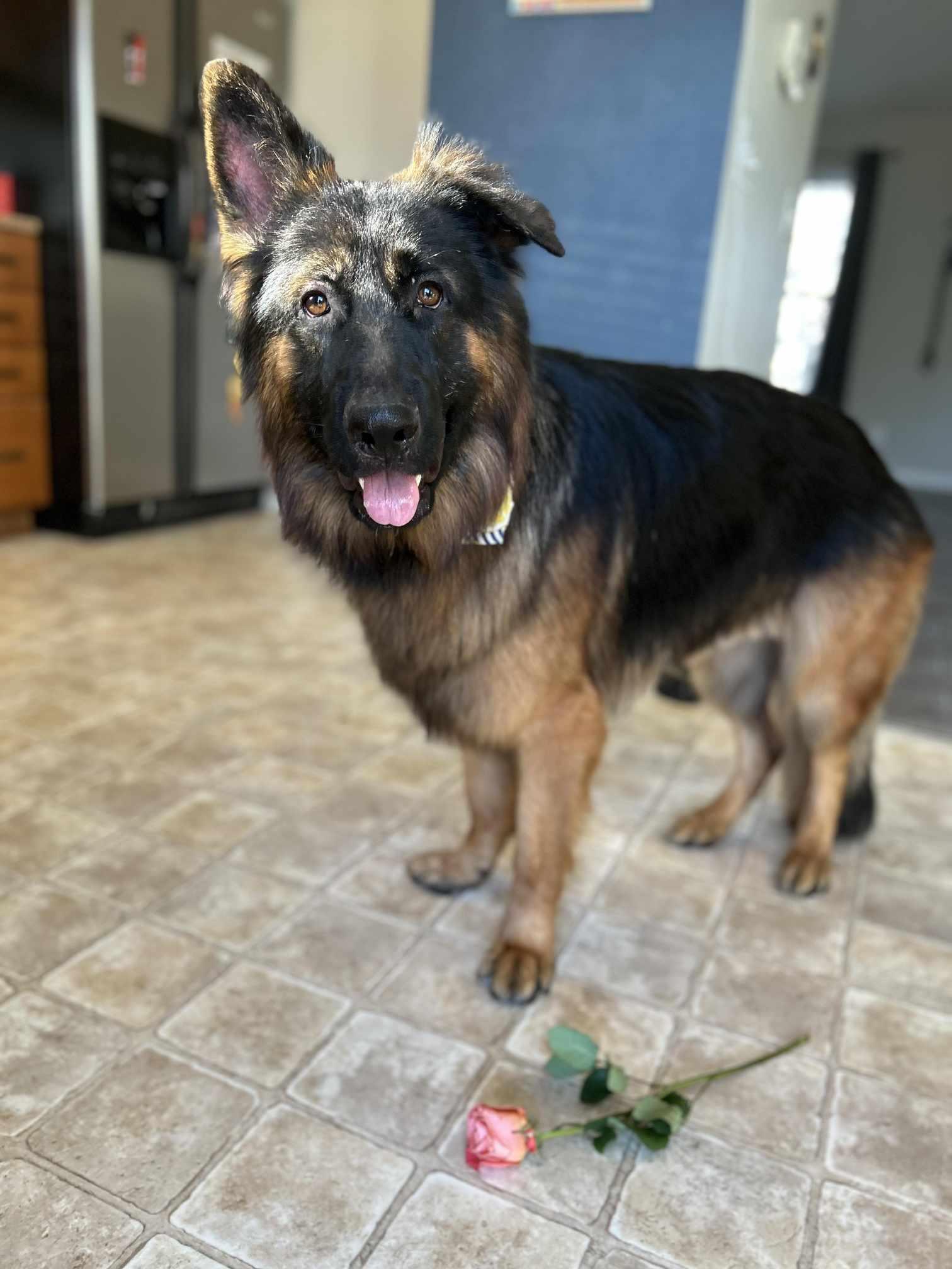 Enlarge Stitch. Nka Soja, a Adopted German Shepherd Dog in Gretna, NE image 3/3