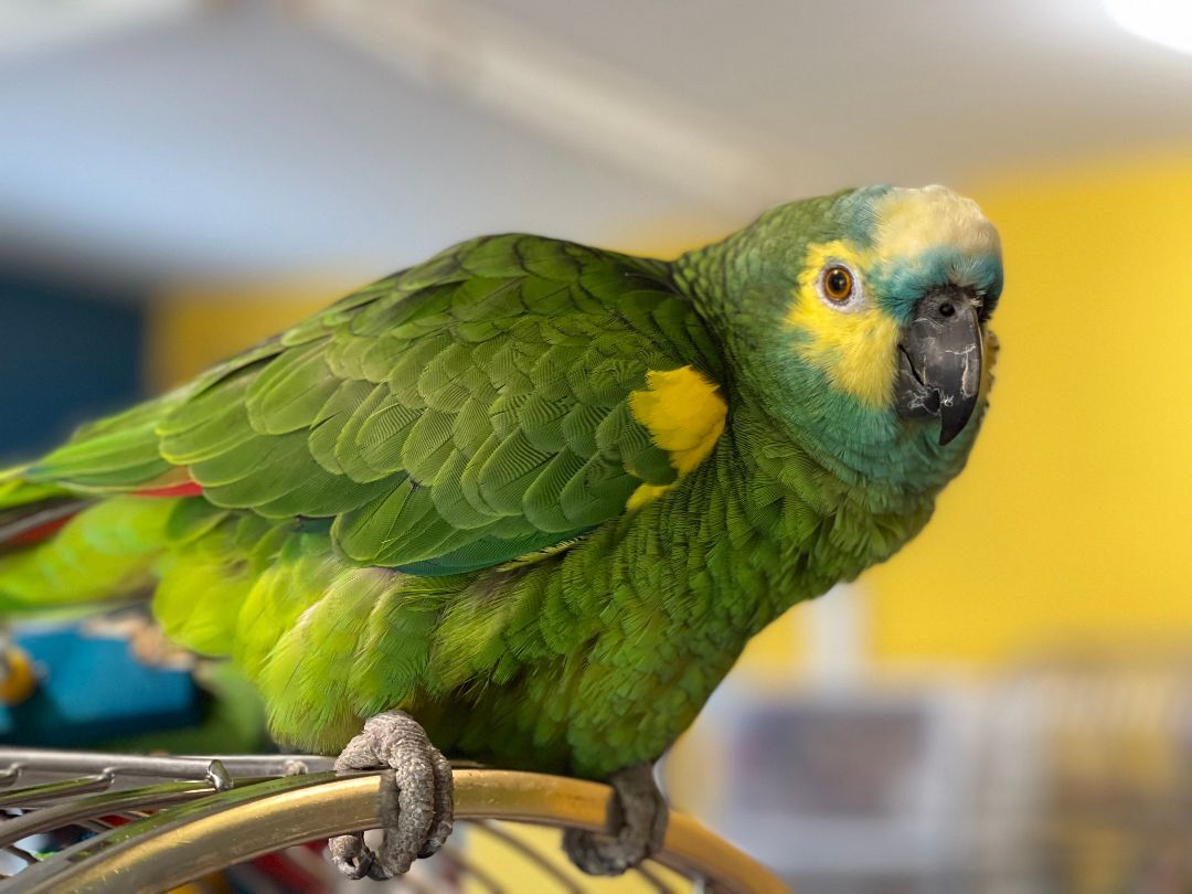 Paco