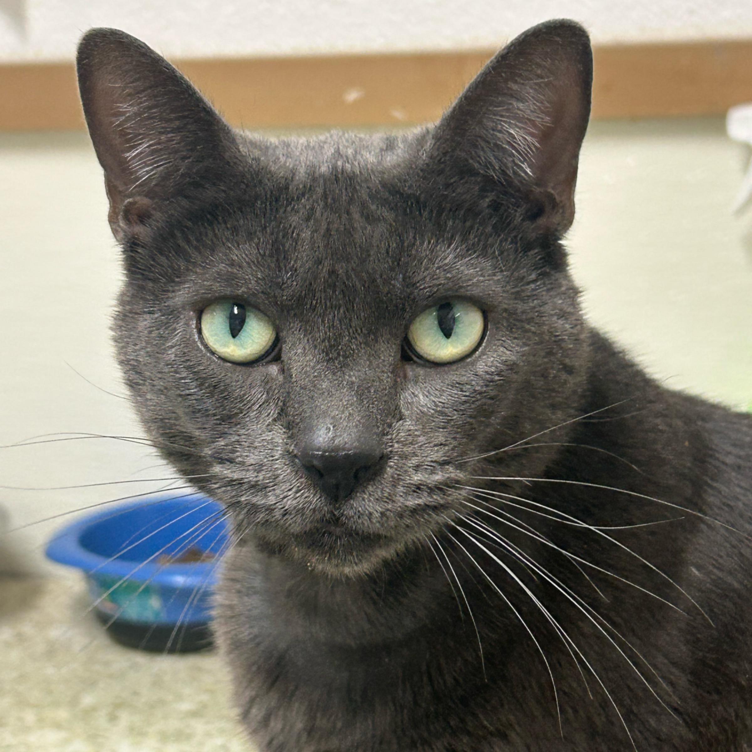 Valentina, Adult Female Russian Blue