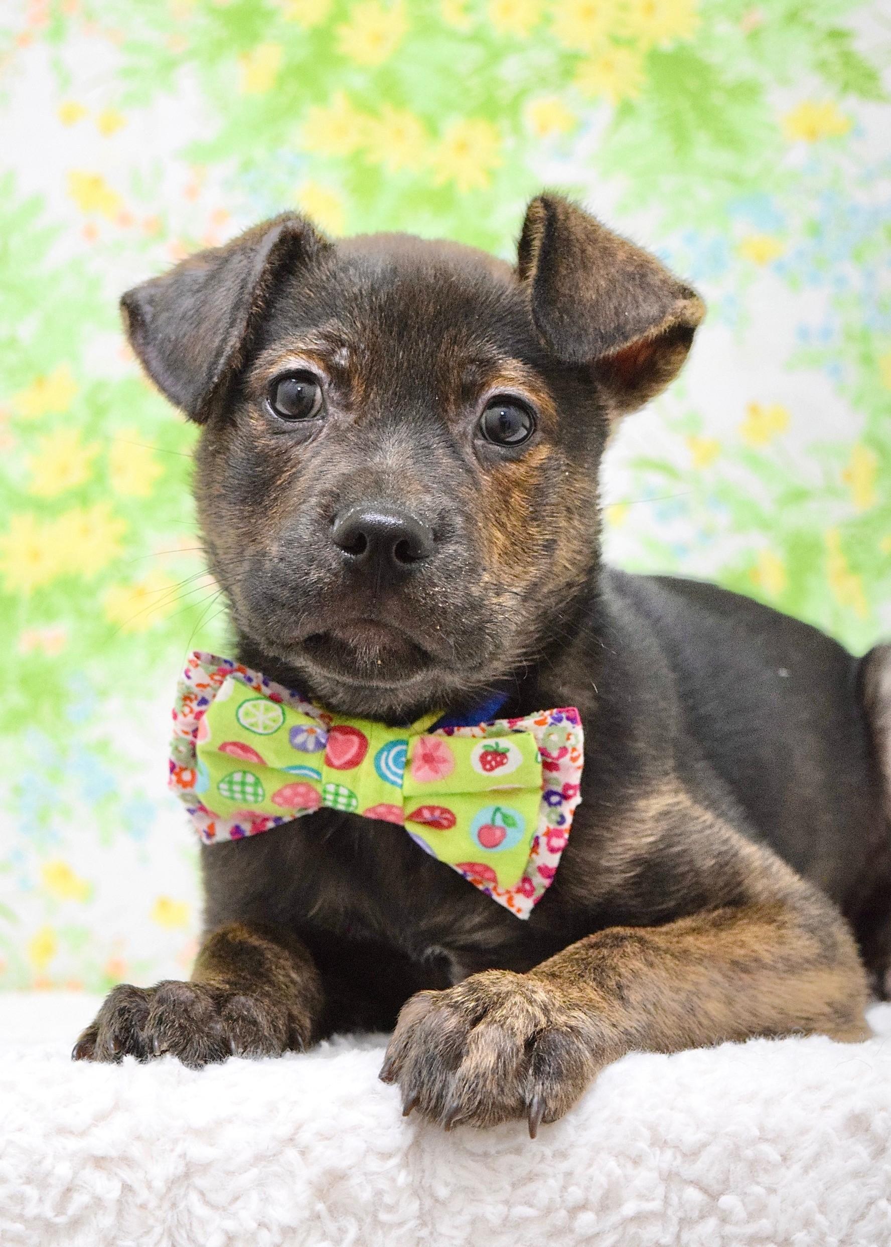 Enlarge Chevy, an adopted mixed breed in Dublin, CA image 2/3