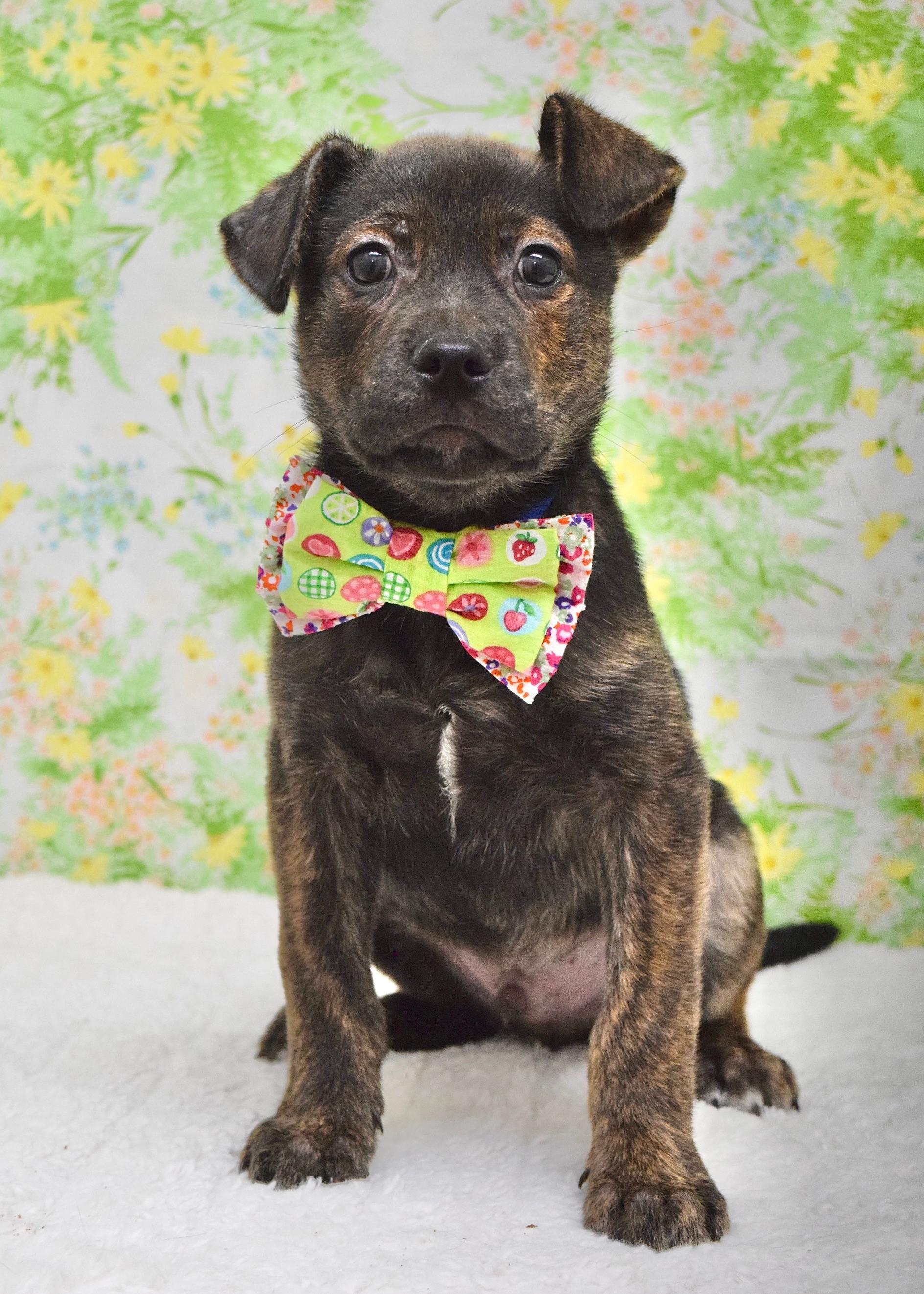 Enlarge Chevy, an adopted mixed breed in Dublin, CA image 1/3